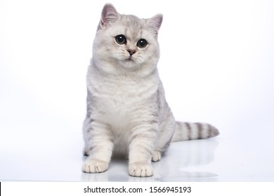 British Short Haired Cat Images Stock Photos Vectors Shutterstock