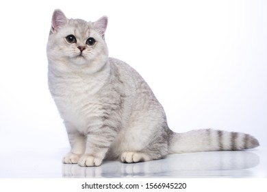 Short Haired Cat Images Stock Photos Vectors Shutterstock