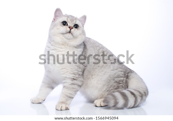 British Shorthair Silver Chinchilla Cat Green Stock Photo Edit