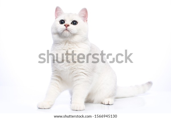 British Shorthair Silver Chinchilla Cat Green Stock Photo Edit