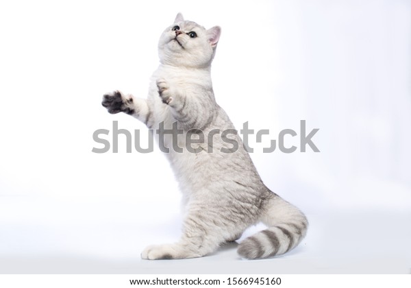 British Shorthair Silver Chinchilla Cat Green Royalty Free Stock