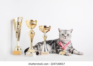 British shorthair silver tabby cat champion with cups and medal. Best in show