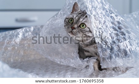 British shorthair silver tabby cat pplaying with bubble wrap