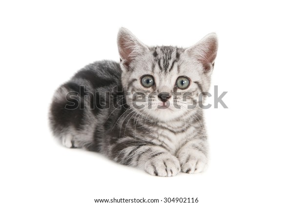 British Shorthair Silver Tabby Kitten On Stock Photo Edit Now