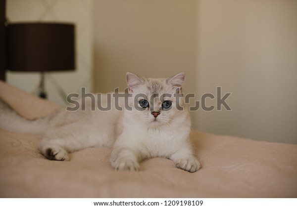 British Shorthair Silverpoint Bri Ns1133 Pedigreed Stock Photo