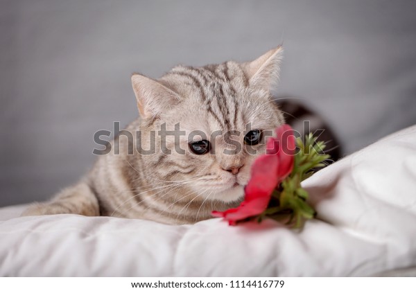 British Shorthair Striped Cat Interested Sniffs Stock Photo Edit