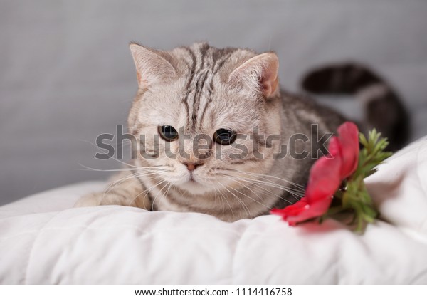 British Shorthair Striped Cat Resting Next Animals Wildlife