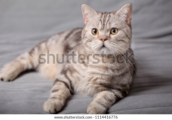 British Shorthair Striped Cat Resting On Stock Photo Edit Now