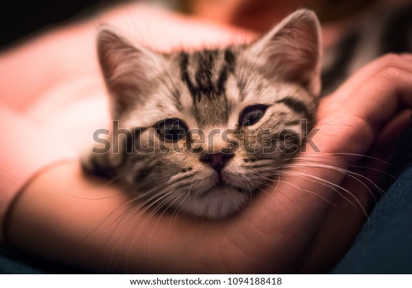 British Shorthair Tabby Cat Stock Photo Edit Now 1094188418