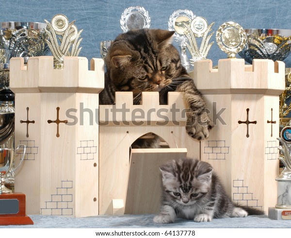 British Shorthair Tabby Cat Kitten Play Stock Photo Edit Now