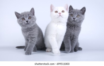 British shorthair three cats kitties on white background