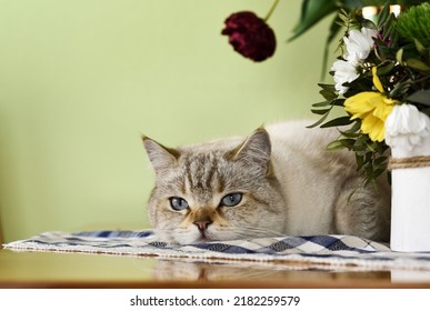 British shorthair tomcat lying on the table    