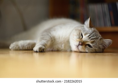 British shorthair tomcat lying on wooden floor