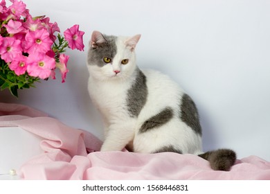 British shorthair yang cat . Light background. Pink flowers - Shutterstock ID 1568446831