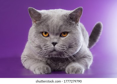 British Shorthaired Blue Cat Bright Orange Stock Photo 1777279790 ...