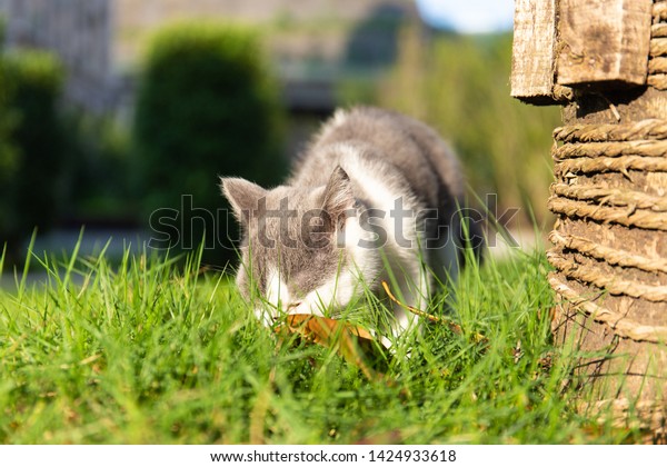 British Shorthaired Blueandwhite Kitten Smells Land Stock Photo