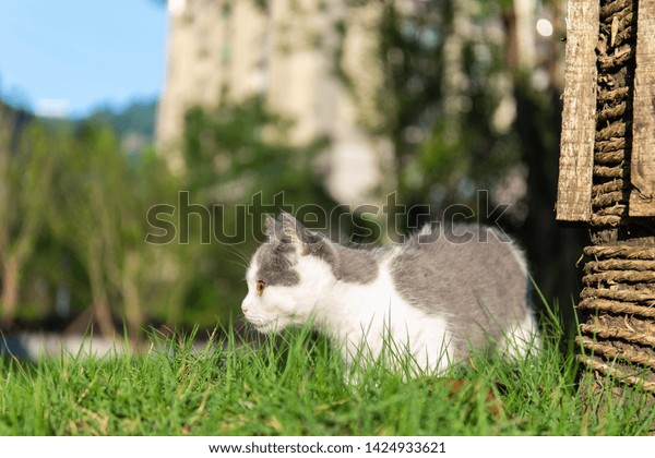 British Shorthaired Blueandwhite Kitten Stands On Stock Photo