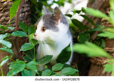 Kitten In Tree Images Stock Photos Vectors Shutterstock