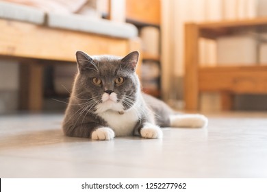 Flooring With Pets Images Stock Photos Vectors Shutterstock