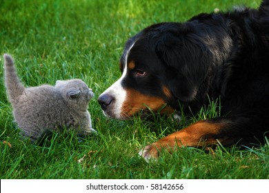 British Short-haired Cat And Mountain Bernese Dog Sniffing