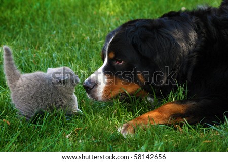 British Shorthaired Cat Mountain Bernese Dog Stock Photo Edit Now