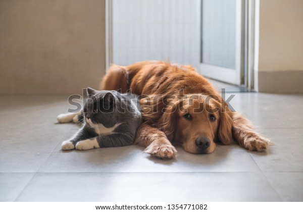 British Shorthaired Cats Golden Retriever Dogs Stock Photo Edit