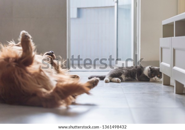 British Shorthaired Cats Golden Retriever Dogs Stock Photo Edit