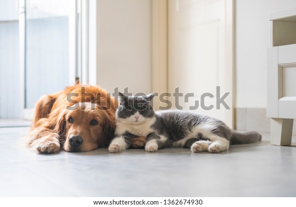 British Shorthaired Cats Golden Retriever Dogs Stock Photo Edit