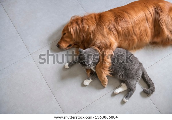 British Shorthaired Cats Golden Retriever Dogs Stock Photo Edit