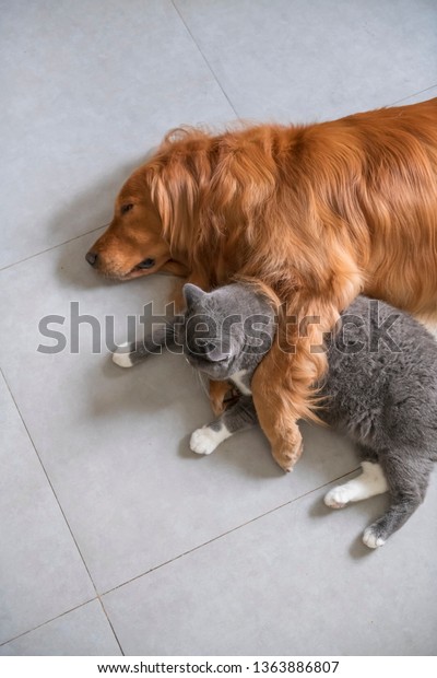 British Shorthaired Cats Golden Retriever Dogs Stock Photo Edit