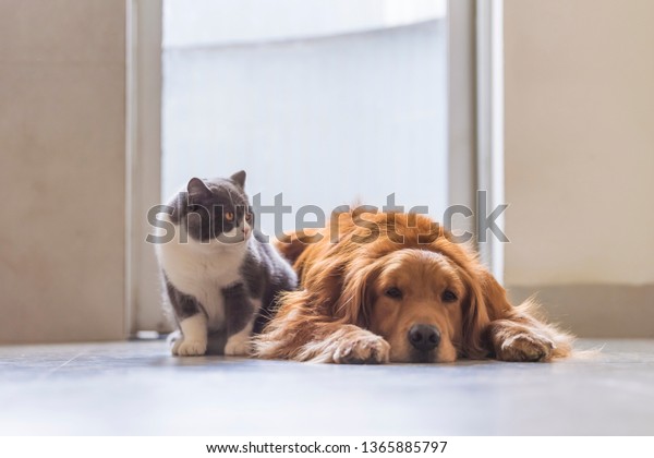 British Shorthaired Cats Golden Retriever Dogs Stock Photo Edit