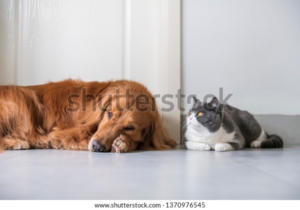 British Shorthaired Cats Golden Retriever Dogs Stock Photo Edit