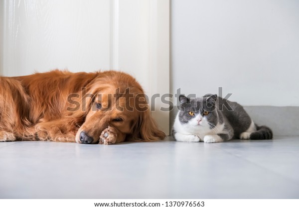 British Shorthaired Cats Golden Retriever Dogs Stock Photo Edit