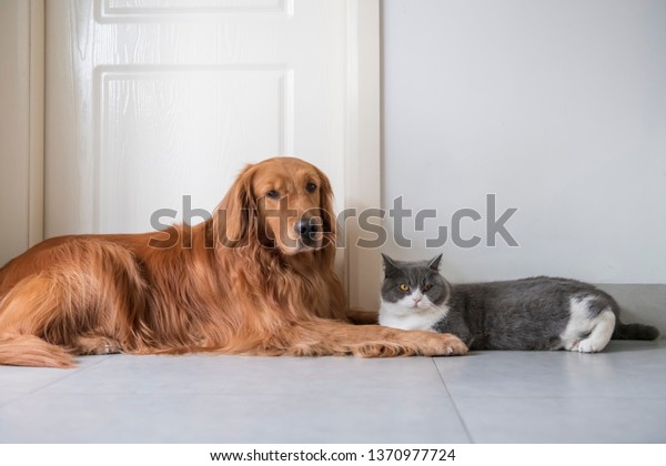 British Shorthaired Cats Golden Retriever Dogs Stock Photo Edit