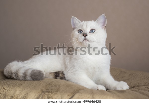 British Shorthaired Silver Shaded Cat Blue Stock Image Download Now