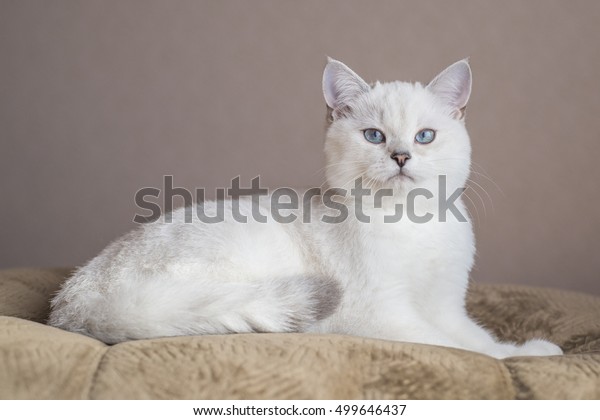 British Shorthaired Silver Shaded Cat Blue Stock Photo Edit Now