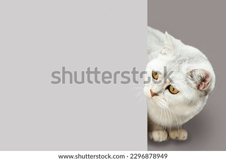 Similar – Image, Stock Photo Chili chills. Animal Pet