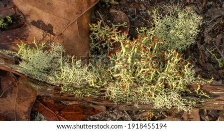 British soldiers lichen - Cladonia leporina - growing on rotting branch with other lichens and fungus, central Florida scrub habitat