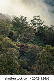 British Summertime Landscape With Misty Birch Trees. Holme Fell, Lake District, UK.