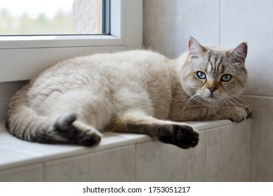 British tomcat lying on windowsill in bathroom