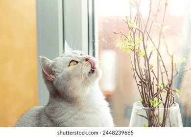 British white cat eats branches with leaves on the windowsill. The cat gnaws plants in a vase. - Powered by Shutterstock