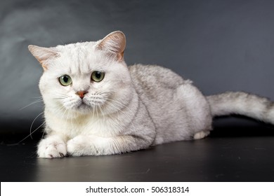 British White Cat Isolated On A Black Background, Studio Photo