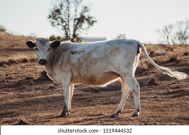 British White Heifer In The Australian Drought