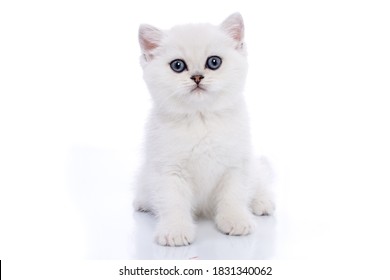 British white kitten silver chinchilla with blue eyes isolated on white background - Powered by Shutterstock