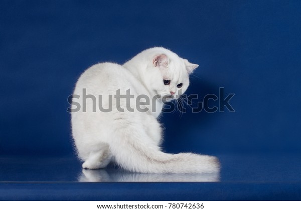 British White Shorthair Young Cat Magic Stock Photo Edit Now