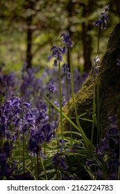 British Woodland Scene With English Bluebell Wild Flowers