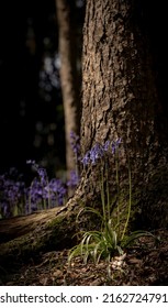 British Woodland Scene With English Bluebell Wild Flowers