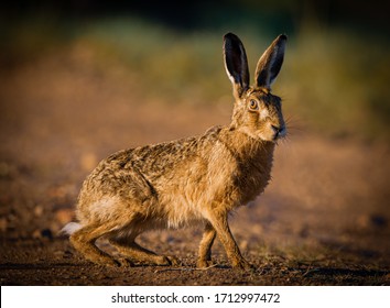 britsh brown hare at dawn