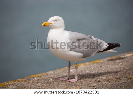 Brittany Bretagne: Herring gull Larus argentatus