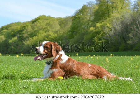 Brittany Epagneul Breton Dog headshot portrait orange and white French posing tongue out resting laying down in field summer